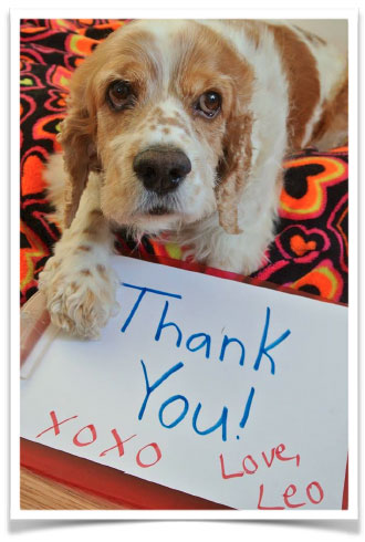 Lifeline 4 Paws Thank You